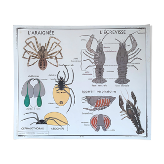 Affiche scolaire Rossignol " hanneton-araignée-écrevisse"