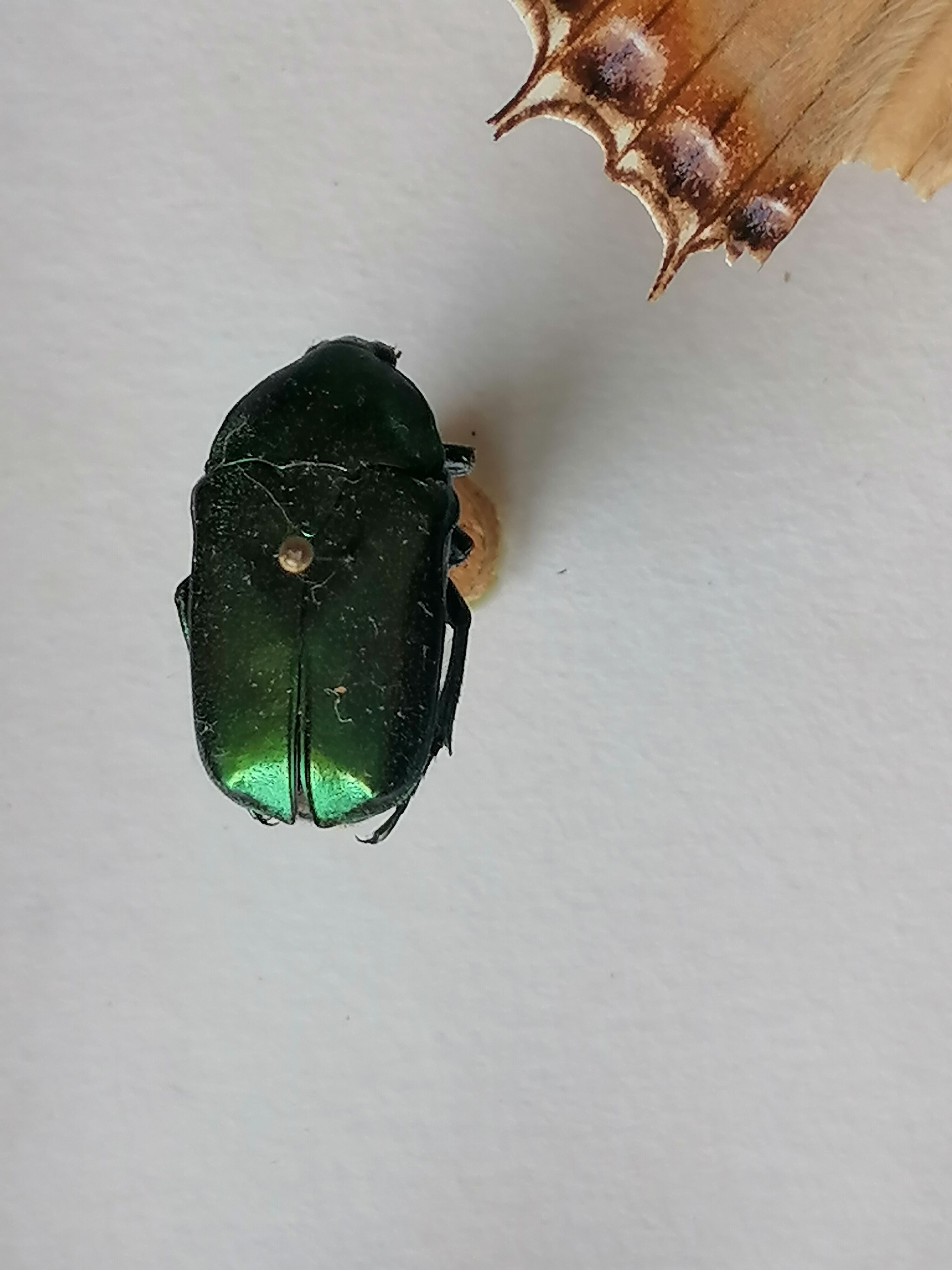 Cadre papillons taxidermie Kenya
