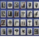 Original heliogravure 1942 n.90, Karl Blossfeldt