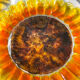 9 small plates sunflower oil lesieur Duralex