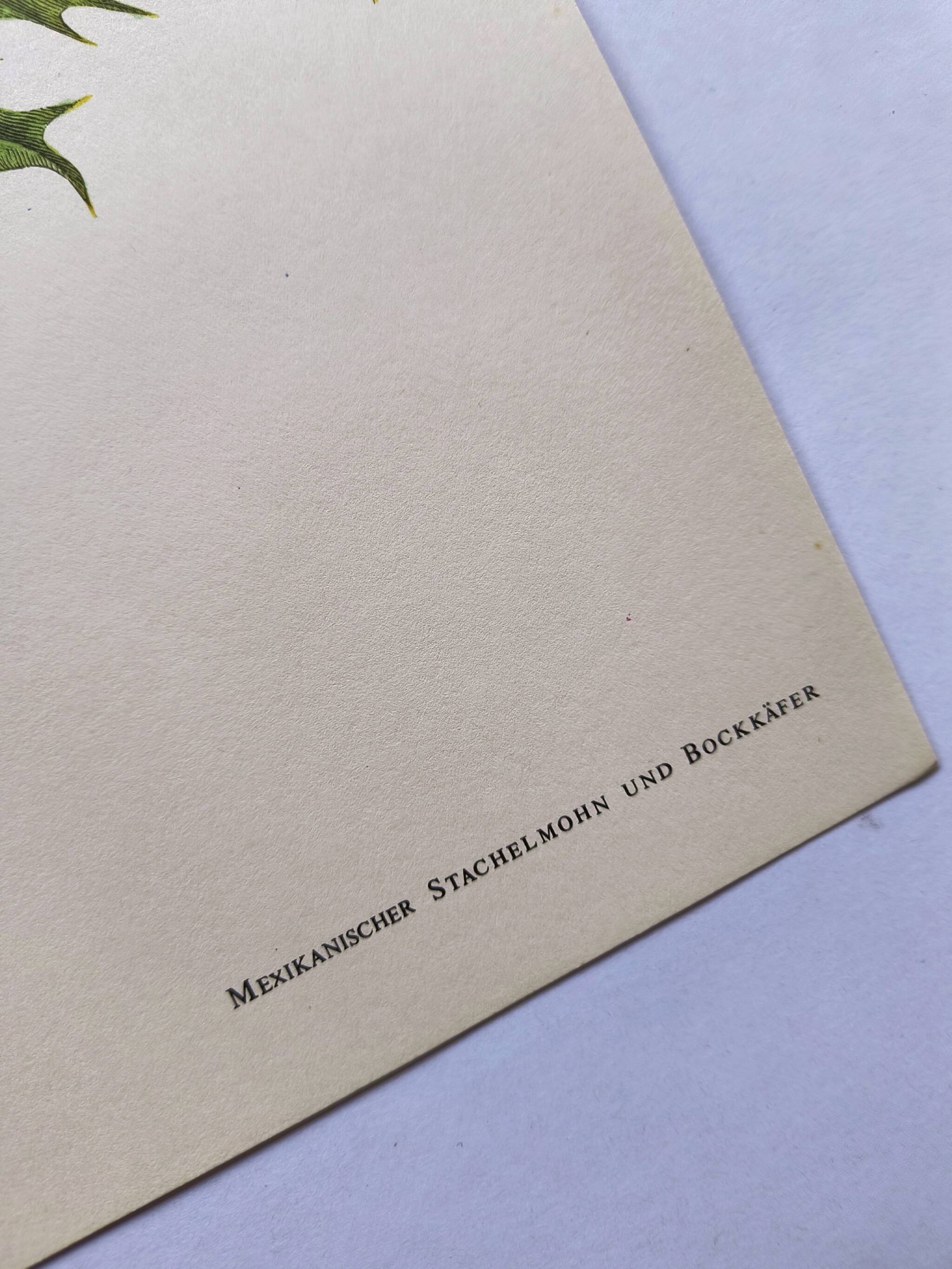 Merian Botanical Plate - Mexican Thorny Thistle - Ancient and Natural