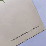 Merian Botanical Plate - Mexican Thorny Thistle - Ancient and Natural