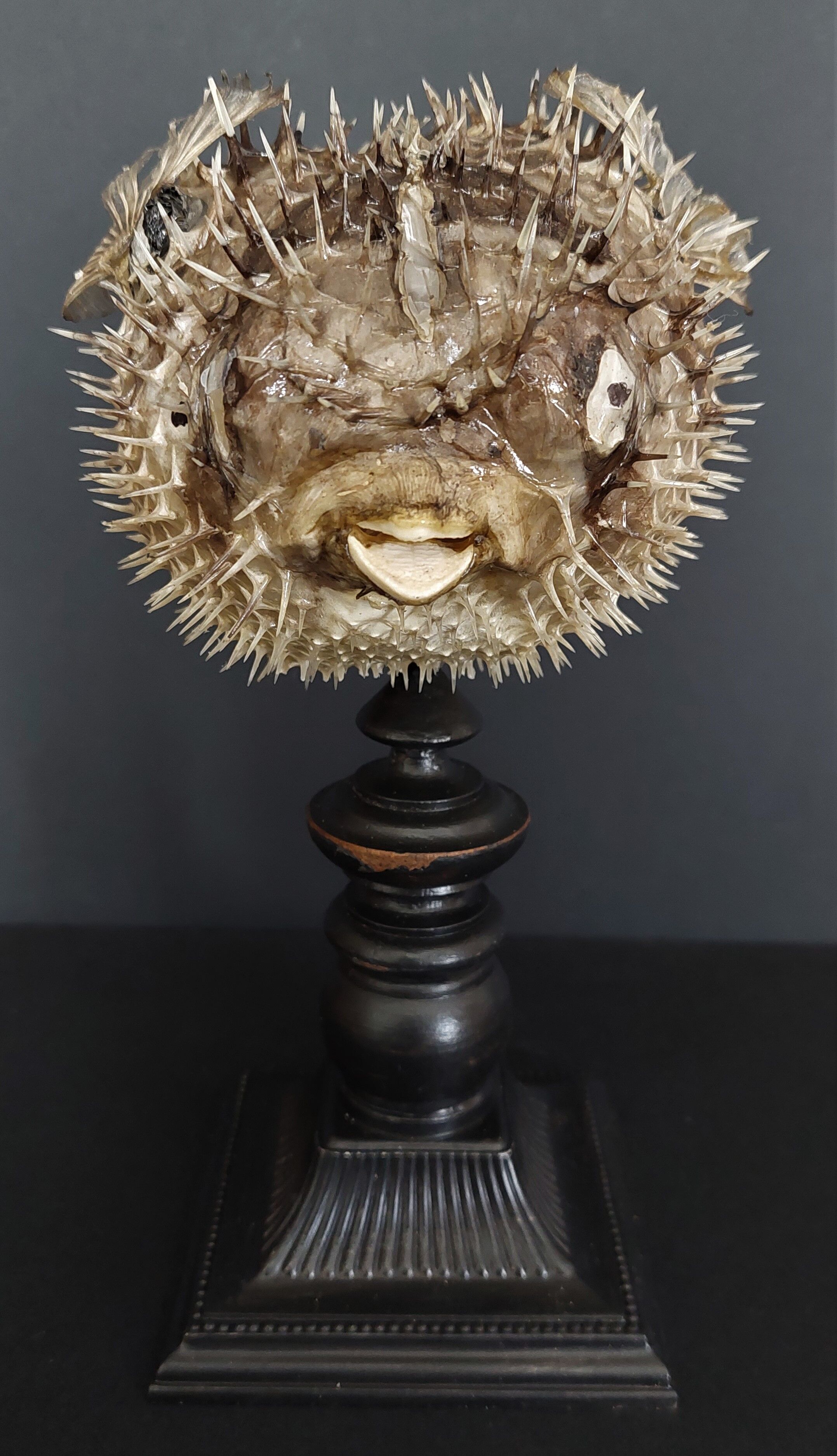 Naturalized fish diodon holocanthus on base