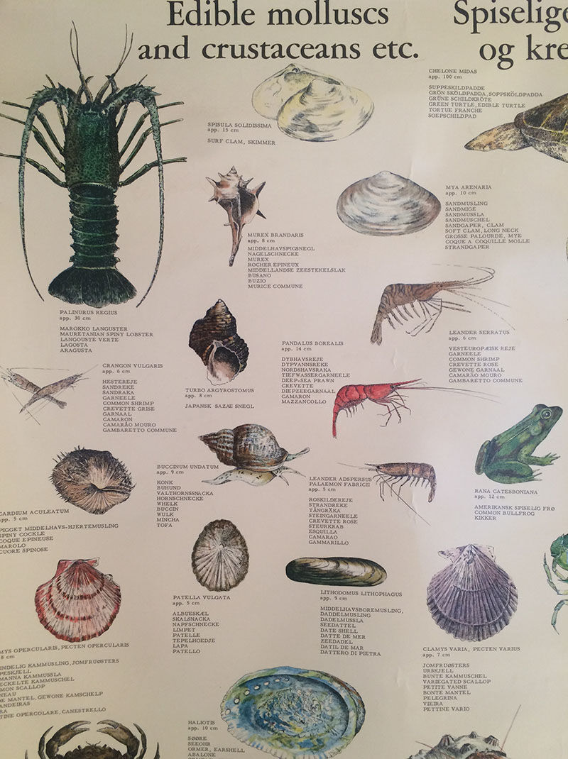 Original vintage marine wildlife poster, 80s