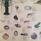 Original vintage marine wildlife poster, 80s