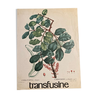 Botanical poster Le Caroubier