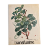 Botanical poster Le Caroubier