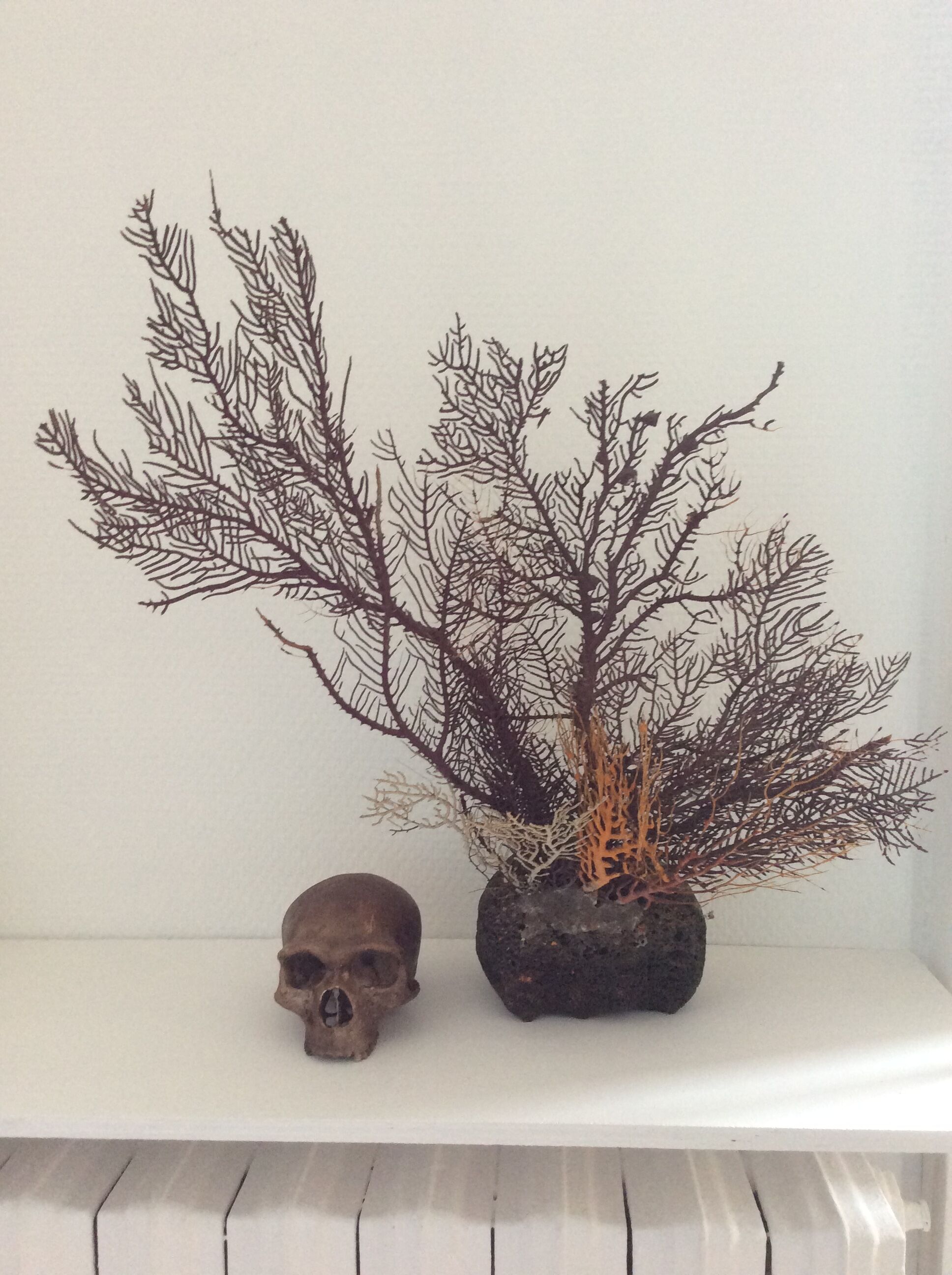 Coral vintage Gorgon