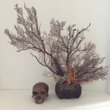 Coral vintage Gorgon