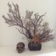 Corail gorgone vintage