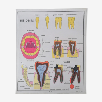 Old poster Rossignol sciences, digestion teeth