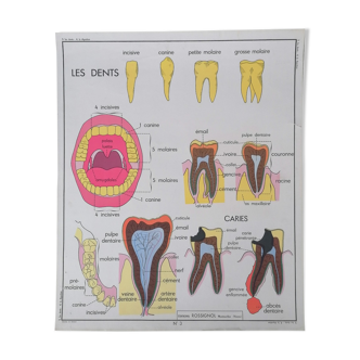 Old poster Rossignol sciences, digestion teeth