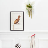 Chimera lithograph engraving animal - the maricoq