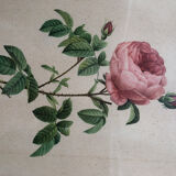 Ancient Pink Redoubted frame