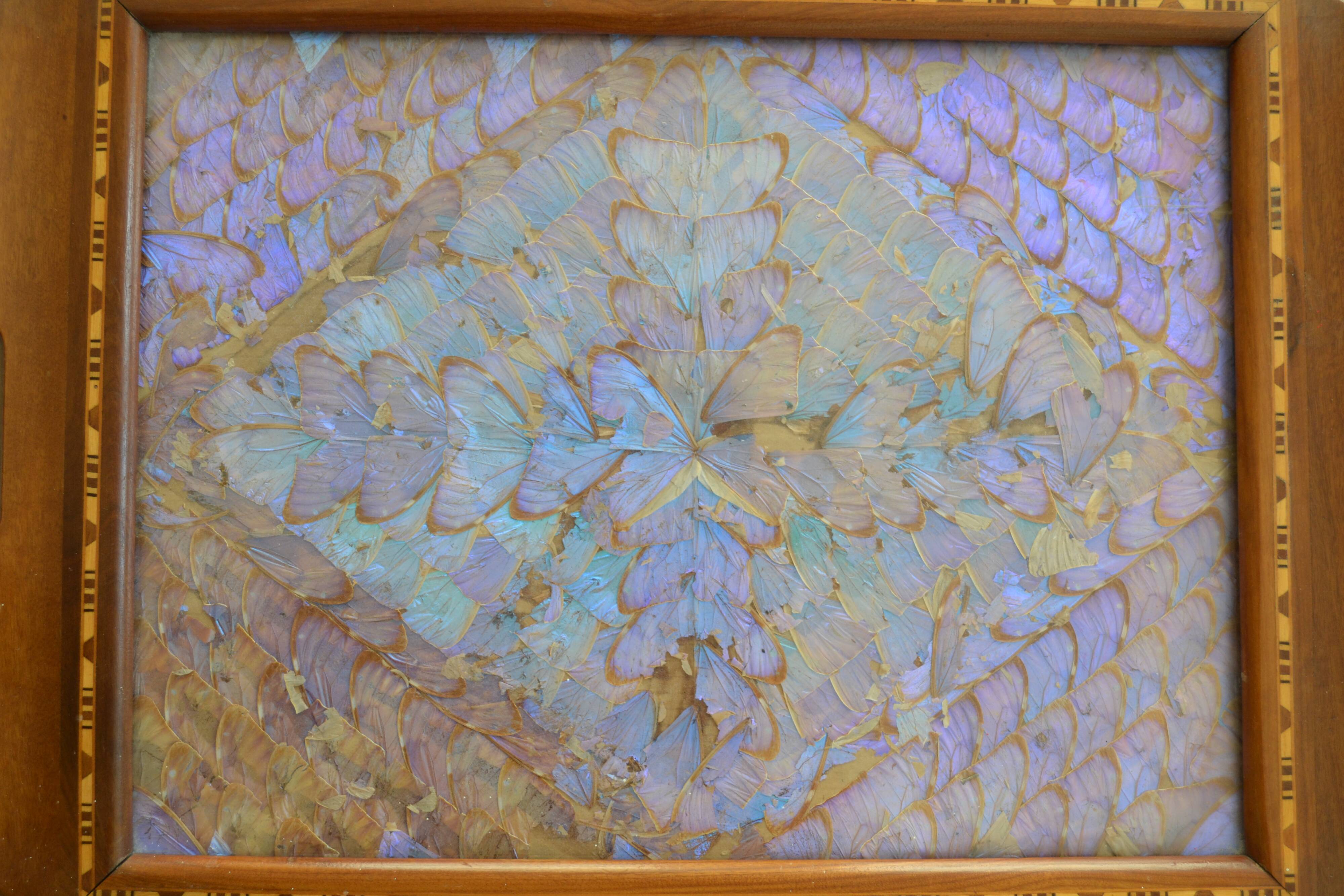 Plateau butterfly wings under glass exotic wood and marquetry Brazil