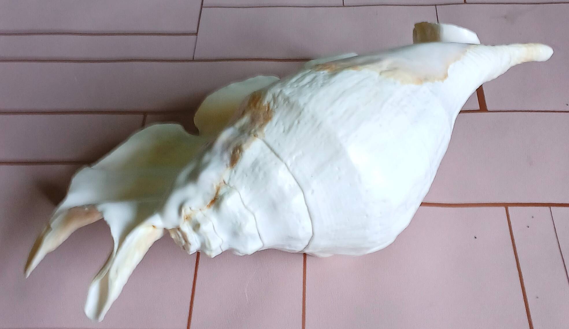 Lambis truncata XL shell, Pacific Ocean.