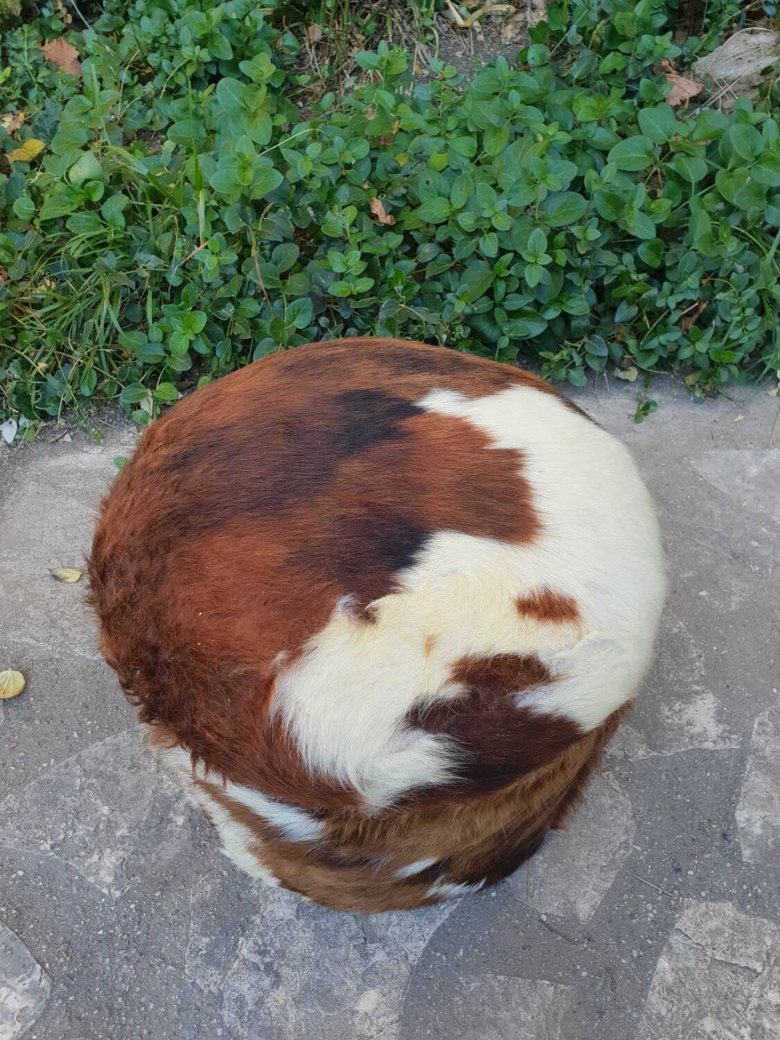 Cowhide chest pouf, 1970
