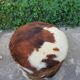 Cowhide chest pouf, 1970