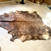 Texas cowhide rug, 1970