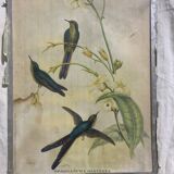 Poster sparganura clyceria