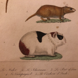Lithograph late 19th watercolor animals