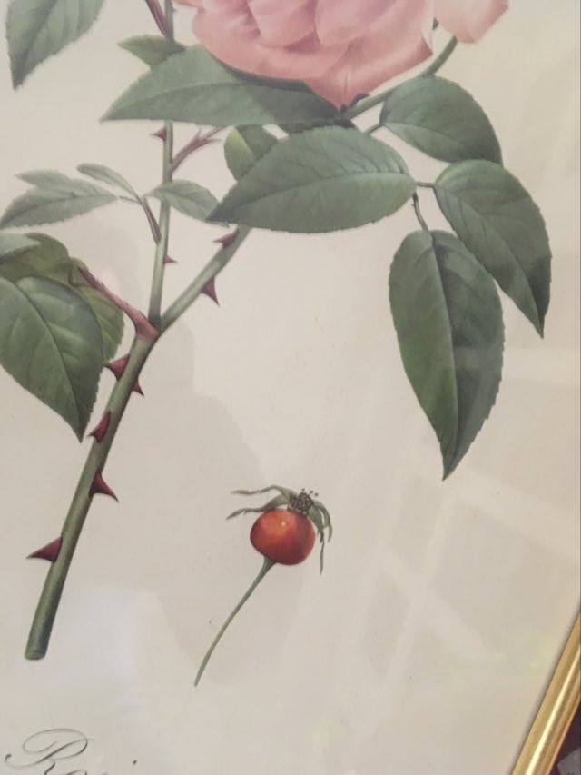 Dreaded botanical plank "Rosa Indica fragans"