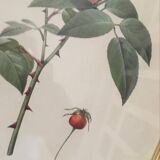 Dreaded botanical plank "Rosa Indica fragans"