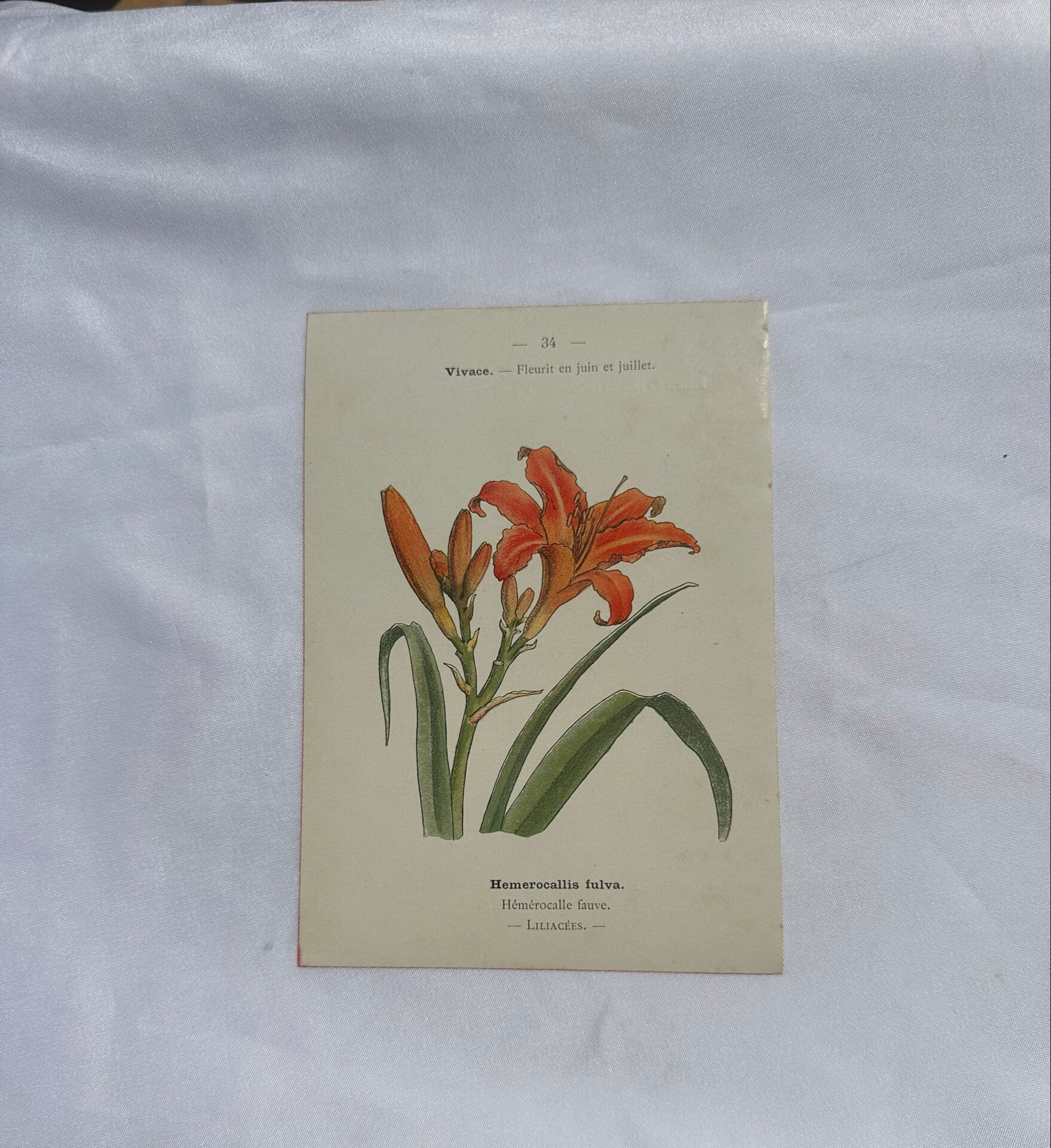 Planche botanique, gravure naturaliste, 19ème