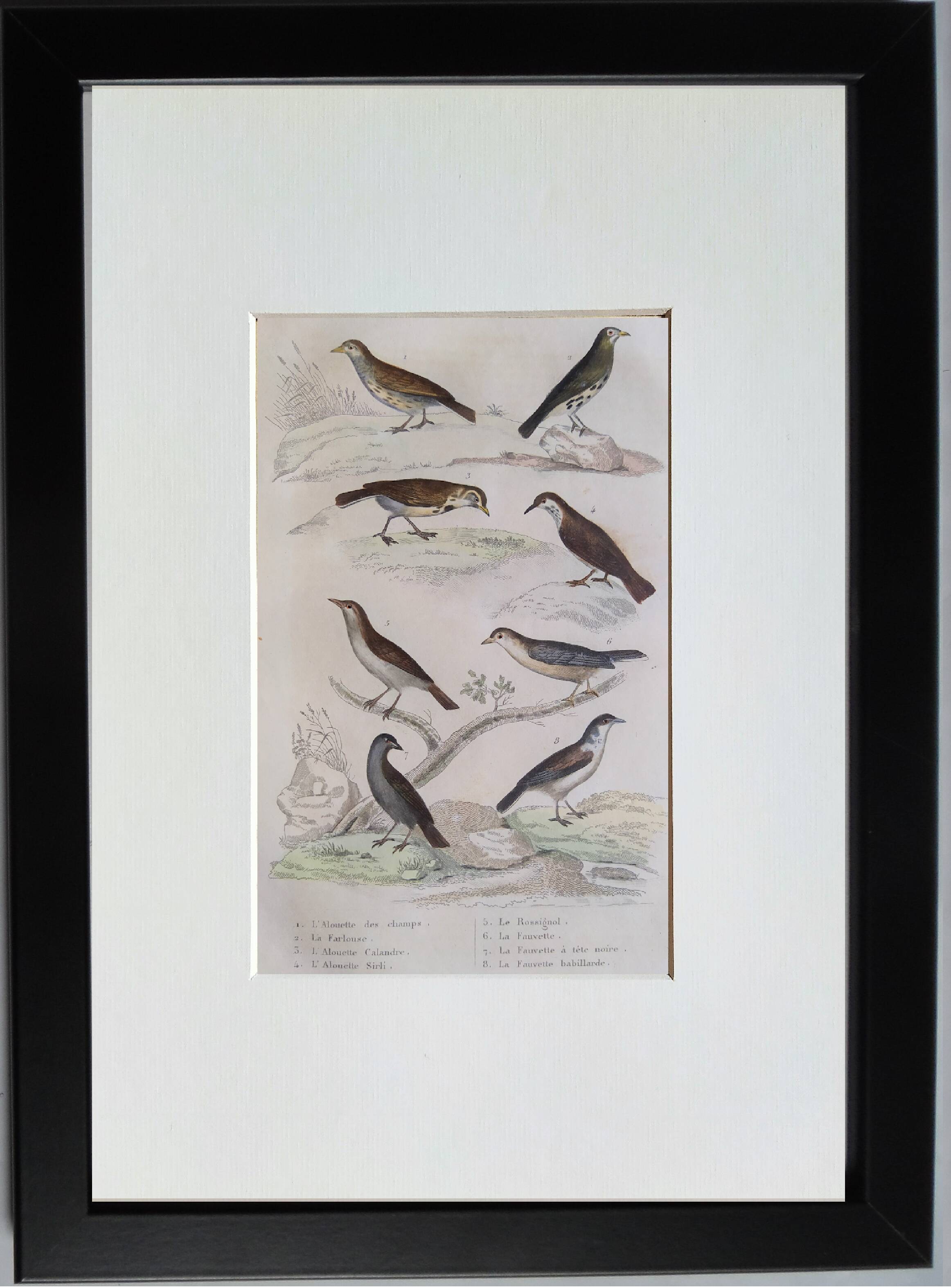 Original Ornithological plate " Lark of the fields - Farlouse - &c... " Buffon (1836)