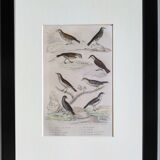 Original Ornithological plate " Lark of the fields - Farlouse - &c... " Buffon (1836)