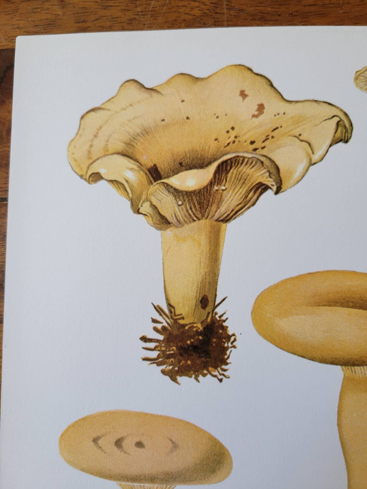 Planche lithographique champignon Lactaire, 1960