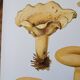 Planche lithographique champignon Lactaire, 1960