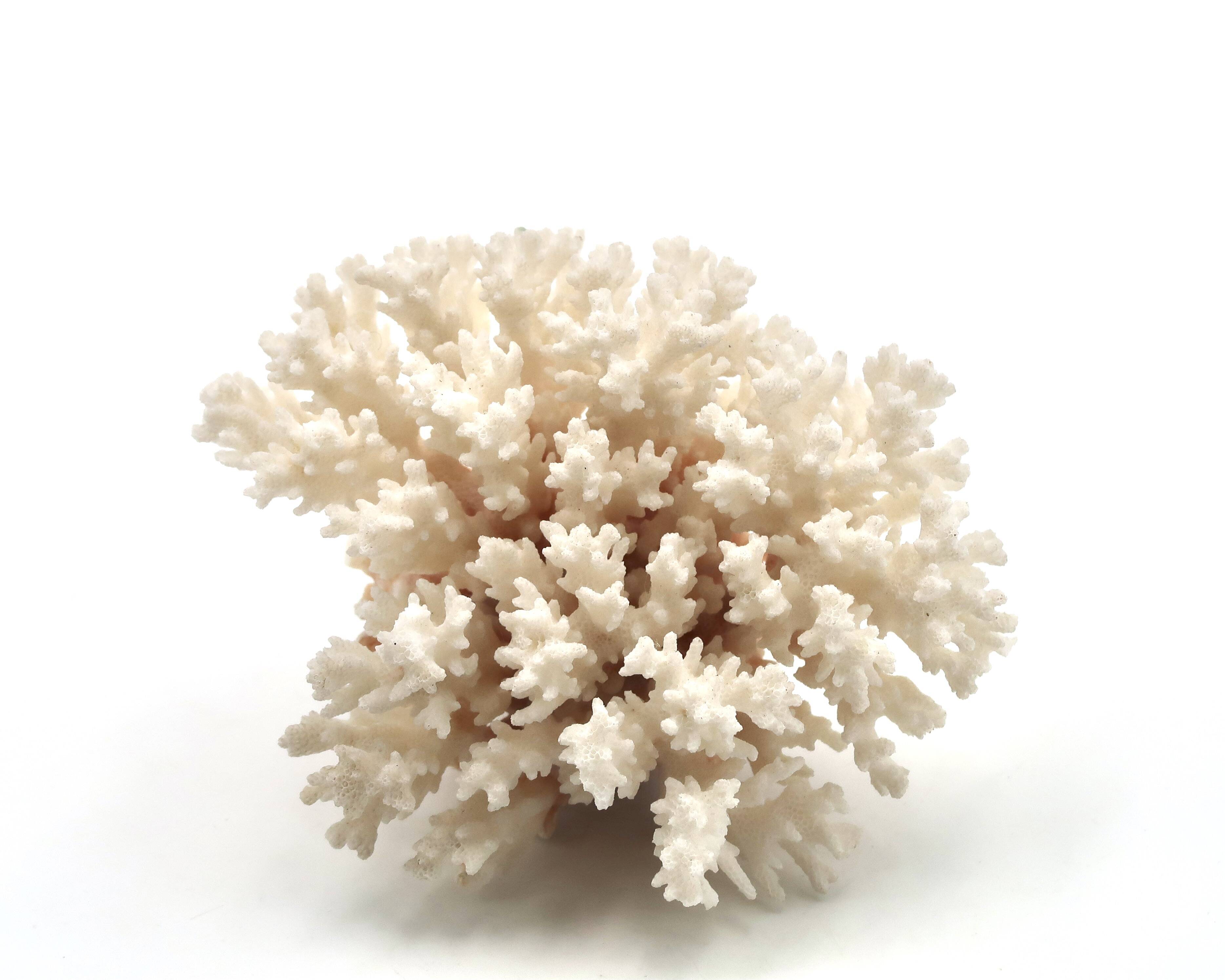 Old branch of white coral, 1970s