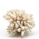 Old branch of white coral, 1970s