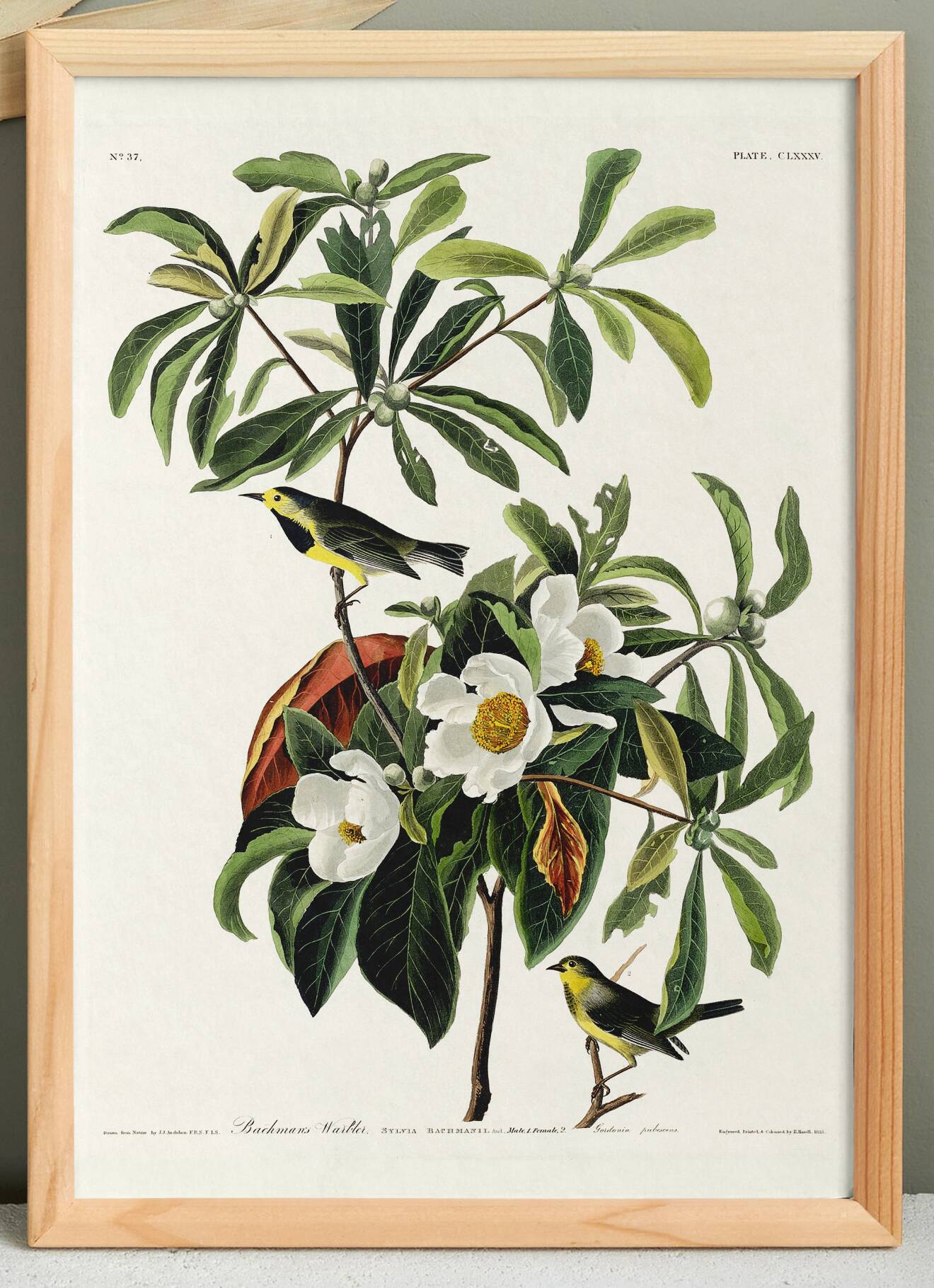 Poster for Bachman's Warbler, based on an old engraving from 1827.