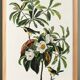 Poster for Bachman's Warbler, based on an old engraving from 1827.