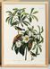 Poster for Bachman's Warbler, based on an old engraving from 1827.