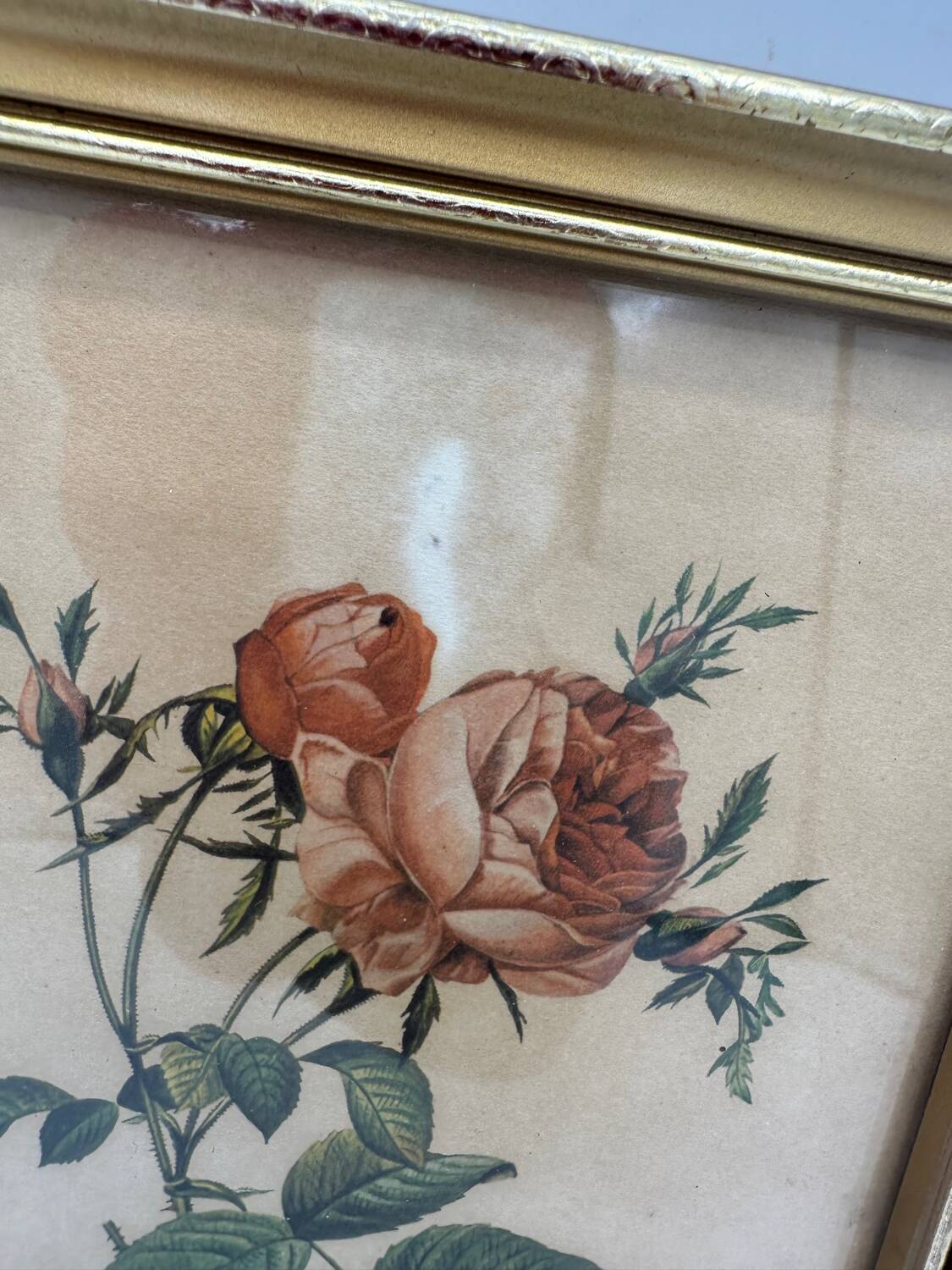 Lithograph PJ Redouté