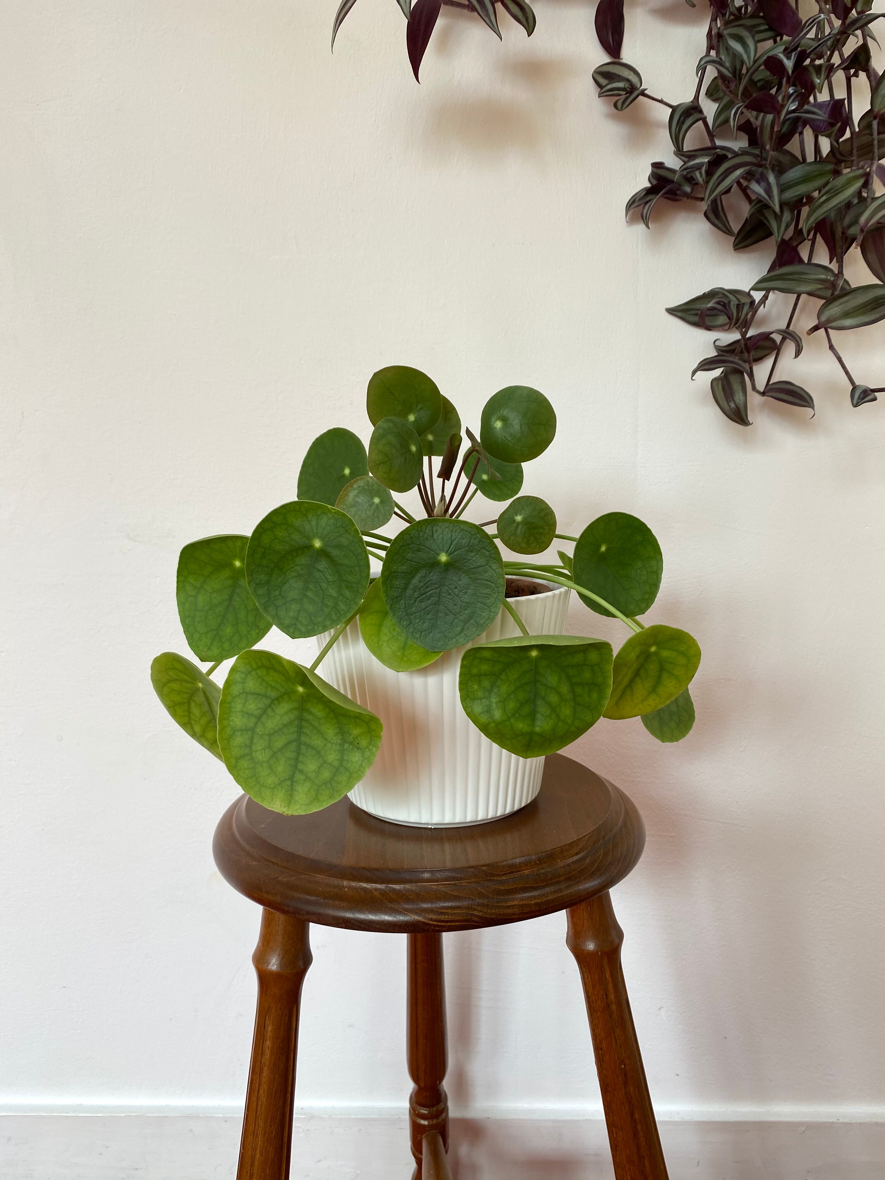 Vintage wooden tripod stool