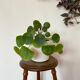 Vintage wooden tripod stool