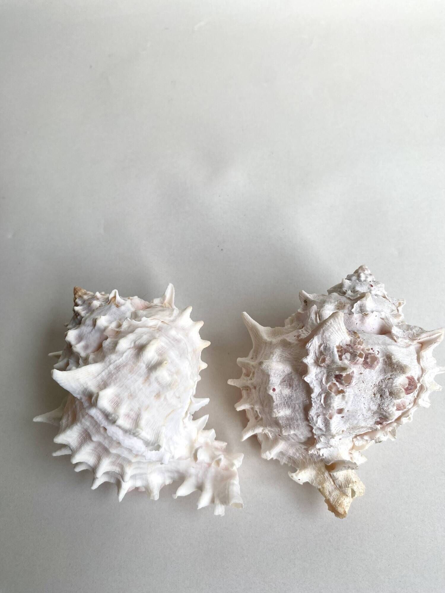 Set Murex Rameux shells