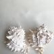 Set Murex Rameux shells