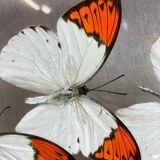 Cadre papillons naturalisés