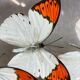 Butterfly frame