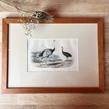 Ornithological plate "Ostrich & Cassowary" by Buffon