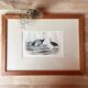 Ornithological plate "Ostrich & Cassowary" by Buffon