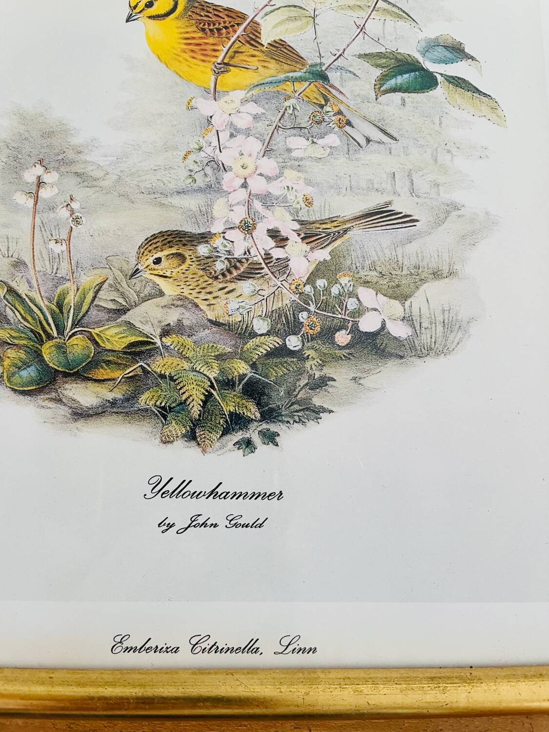 Birds lithograph frame after John Gould