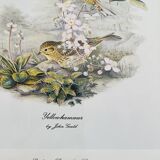 Birds lithograph frame after John Gould