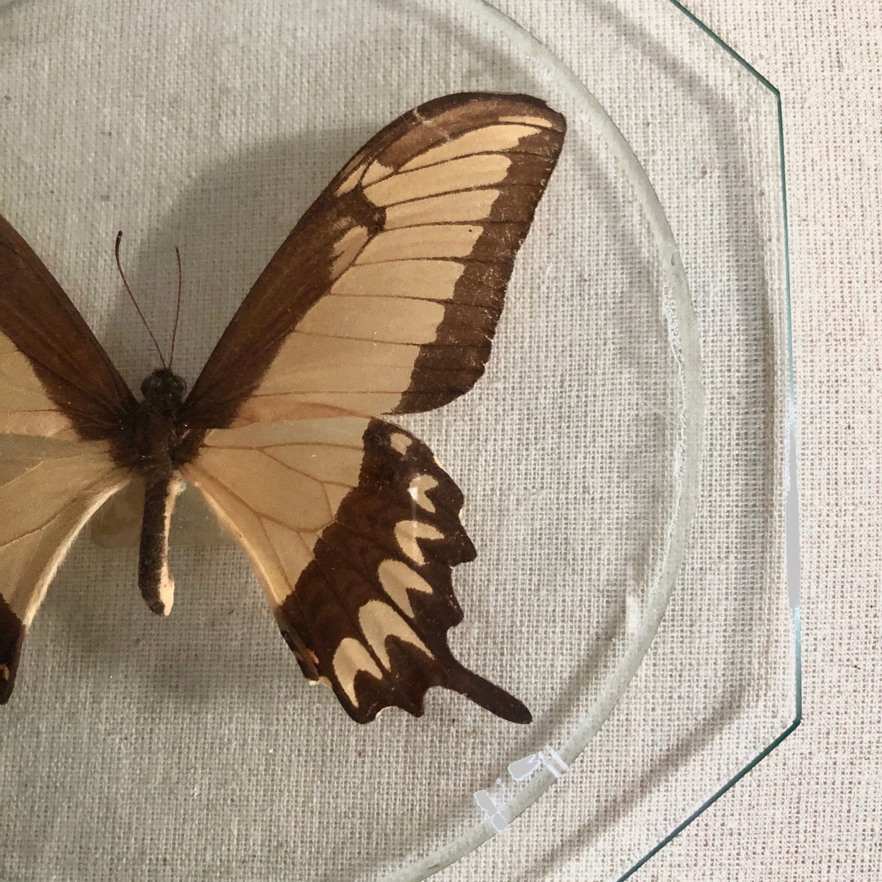 Naturalized butterfly under globe Napoleon III