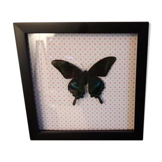 Frame with butterfly Papilio maackii